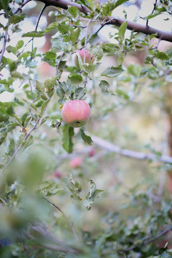 Orchard Canyon On Oak Creek Sedona Bagian luar foto